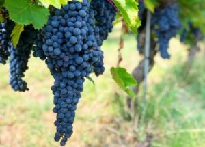 Grappoli d'uva delle viti di Civardi Racemus