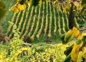 Vigneto di Civardi Racemus in autunno