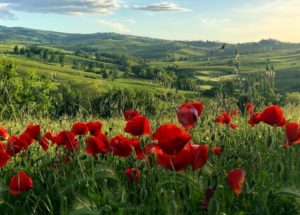 Paesaggio con papaveri