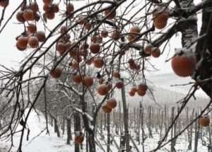 I cachi e la neve